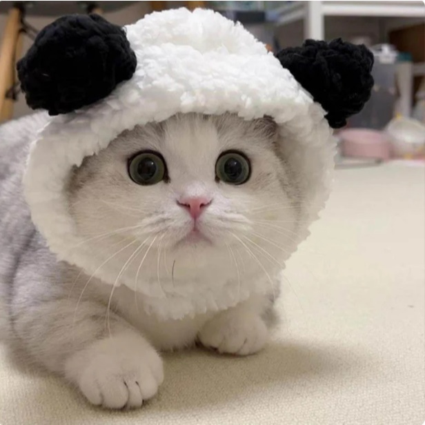 Jual Topi Kucing Topi Beruang untuk Hewan Topi Hewan Topi Kucing Lucu ...