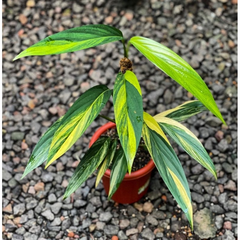 Epipremnium amplissimum variegata main image 1
