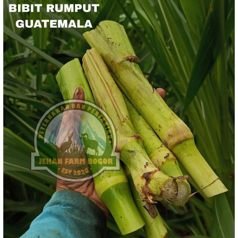 Jual Bibit rumput Guatemala 1 kg pakan ternak bibit Guatemala super ...