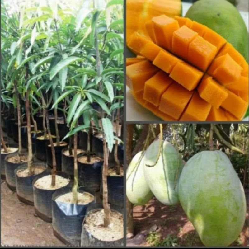Jual bibit mangga cengkir / mangga Indramayu hasil okulasi cepat ...