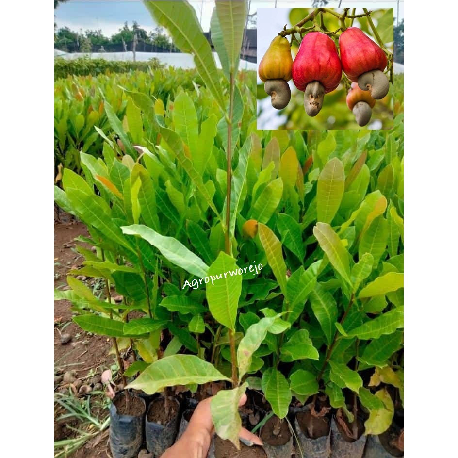 Jual Bibit Tanaman Jambu Monyet Jambu Mede Jambu Mete Berbuah