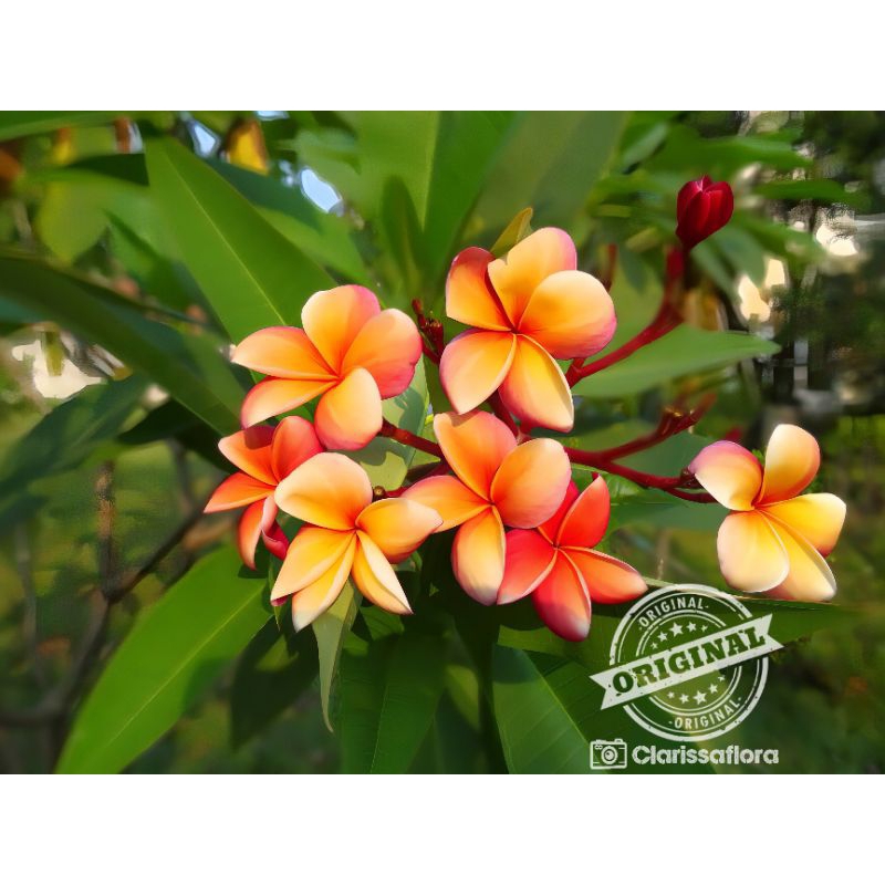 Jual PROMO MURAH!!! Bibit cutting plumeria pohon Kamboja Bali