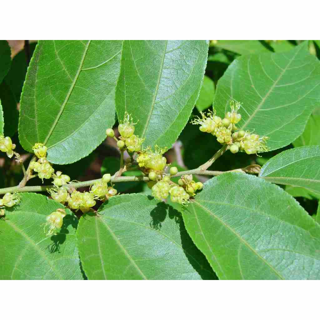 Jual TEMURAH 500gr Daun jati belanda kering Premium | Shopee Indonesia