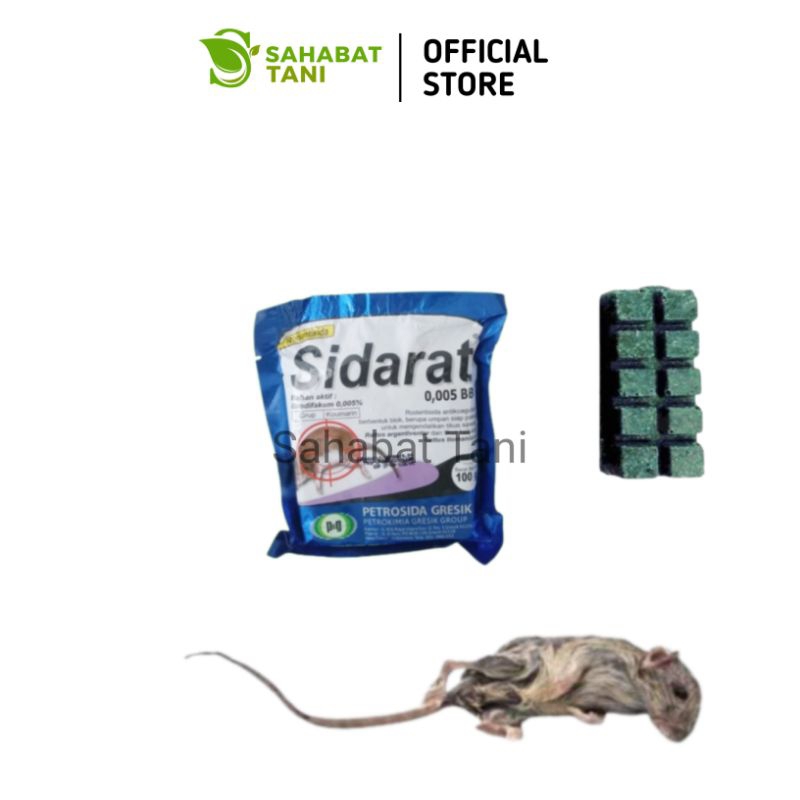 Jual Rodentisida Sidarat 0,005 BB 100gram Racun Tikus Siap Makan ...
