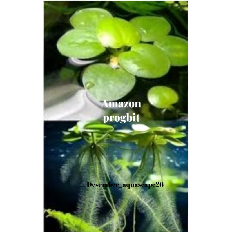 Jual Amazon Perogvit Tanaman apung-tanaman air Akuarium | Shopee Indonesia