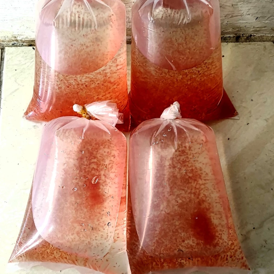 Kutu Air Pakan Ikan