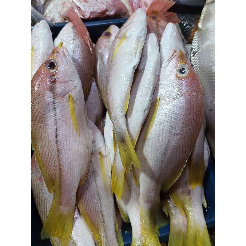 Jual BSM | TERMURAH Ikan Kakap Ekor Kuning Segar 500gr - 1kg / Kakap Ekor  Kuning / Ikan Kakap Kuning Segar | Shopee Indonesia