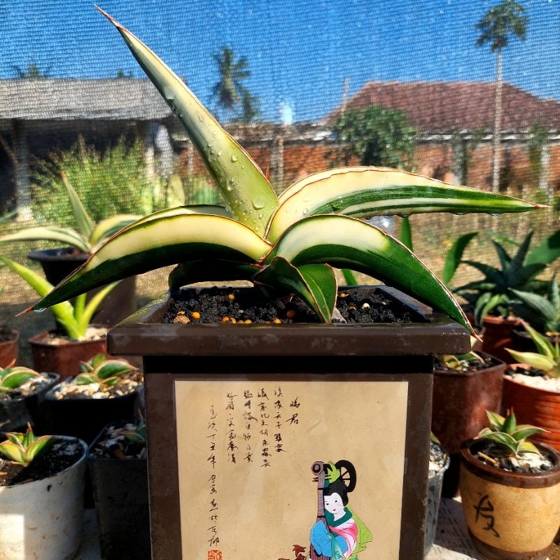 Sansevieria Rhodesiana pink var（Jual tanaman hias sanseviera  