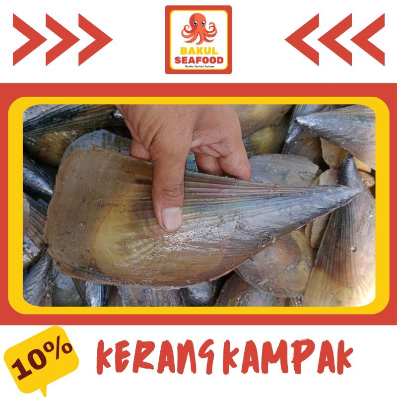 Jual KERANG KAMPAK | Shopee Indonesia