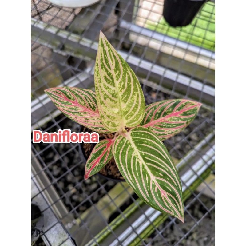 希少 アグラオネマ ゴールデンホープ Aglaonema Golden Hope 【公式通販】