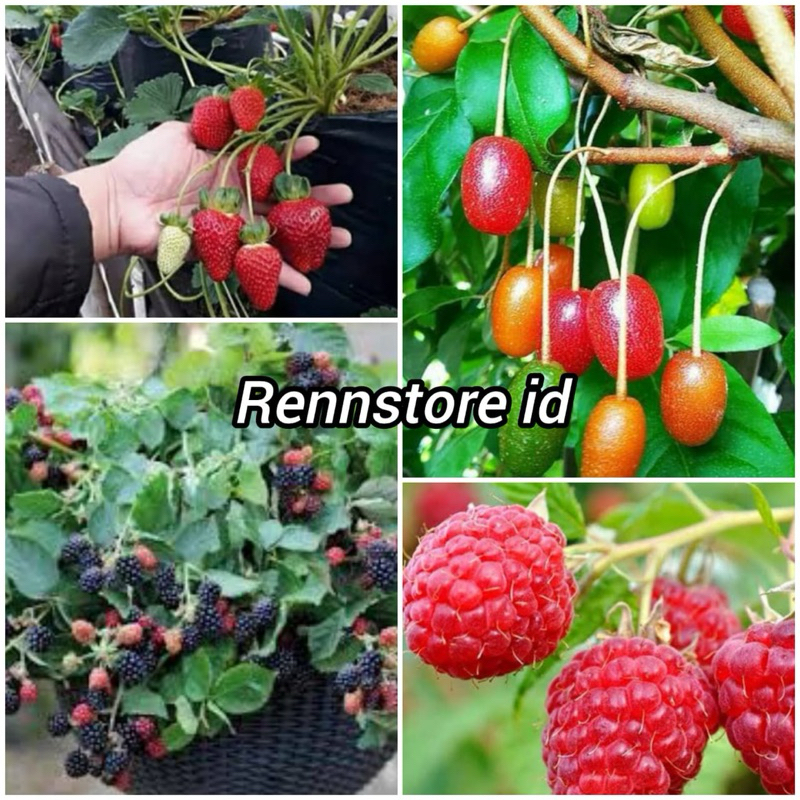 Jual Paket 4 Bibit Varian Berry ( Blackberry,Silverberry,Raspberry ...