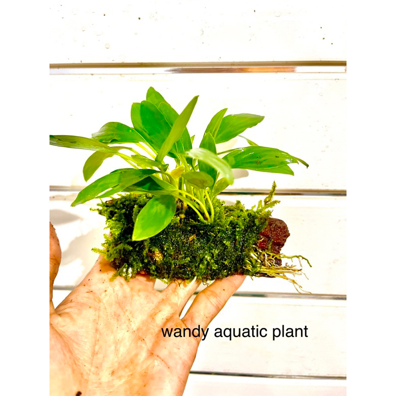 Jual kayu rentek full tanaman aquascape | Shopee Indonesia