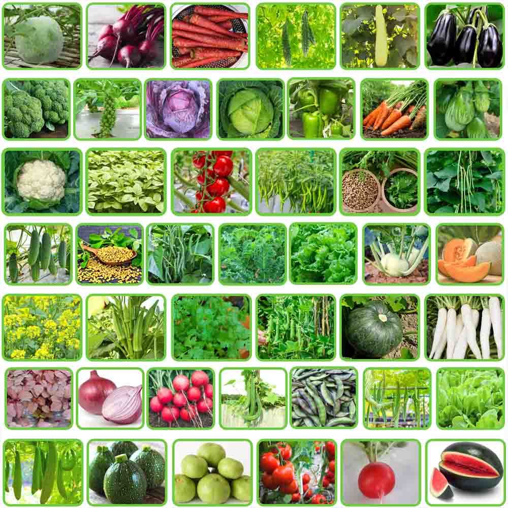 1 PAKET 20 MACAM JENIS BENIJ SAYUR SAYURAN SIAP TANAM MUDAH TUMBUH LENGKAP