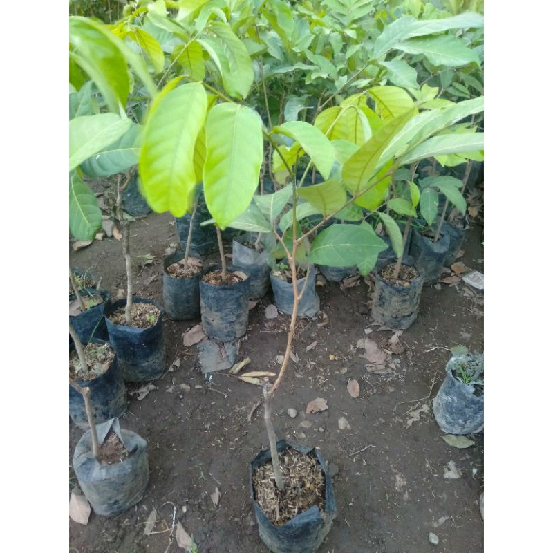 Jual Bibit Rambutan Binjai, Aceh, Rapiah Okulasi | Shopee Indonesia