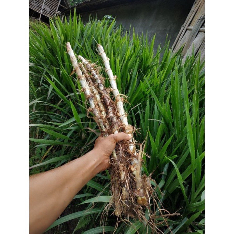 Jual Bibit rumput odot super 1Kg | Shopee Indonesia
