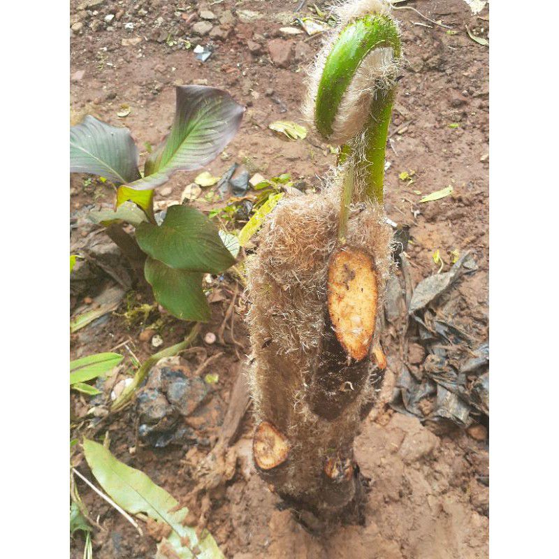 Jual Tanaman Pakis / Bibit Benih Pakis Paku Tiang / Pakis Andam / Pakis ...