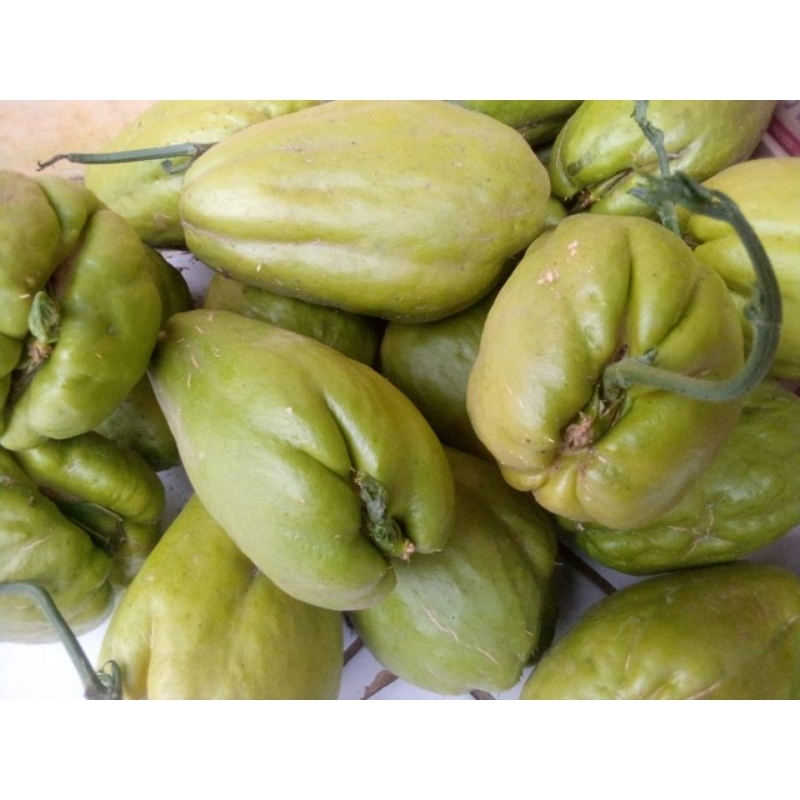 Jual benih labu Siam siap tanam berbuah lebat benih pilihan | Shopee ...