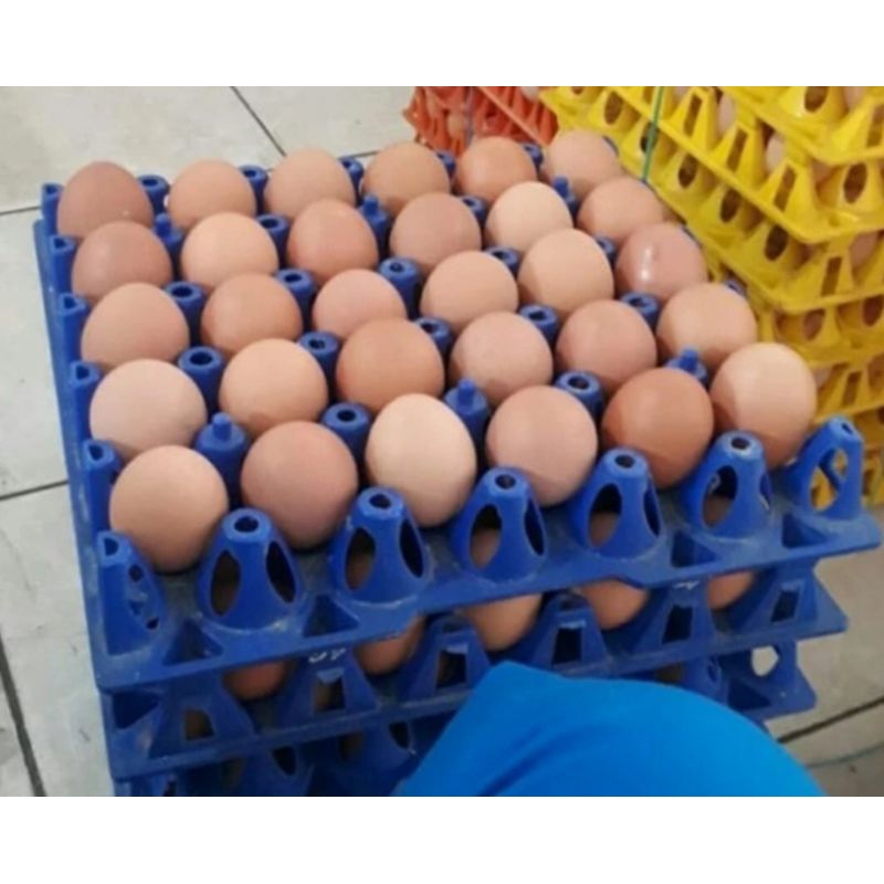Jual Tempat Wadah Telor / Telor Egg Tray 30 Greenleaf 3995 Eggie ...