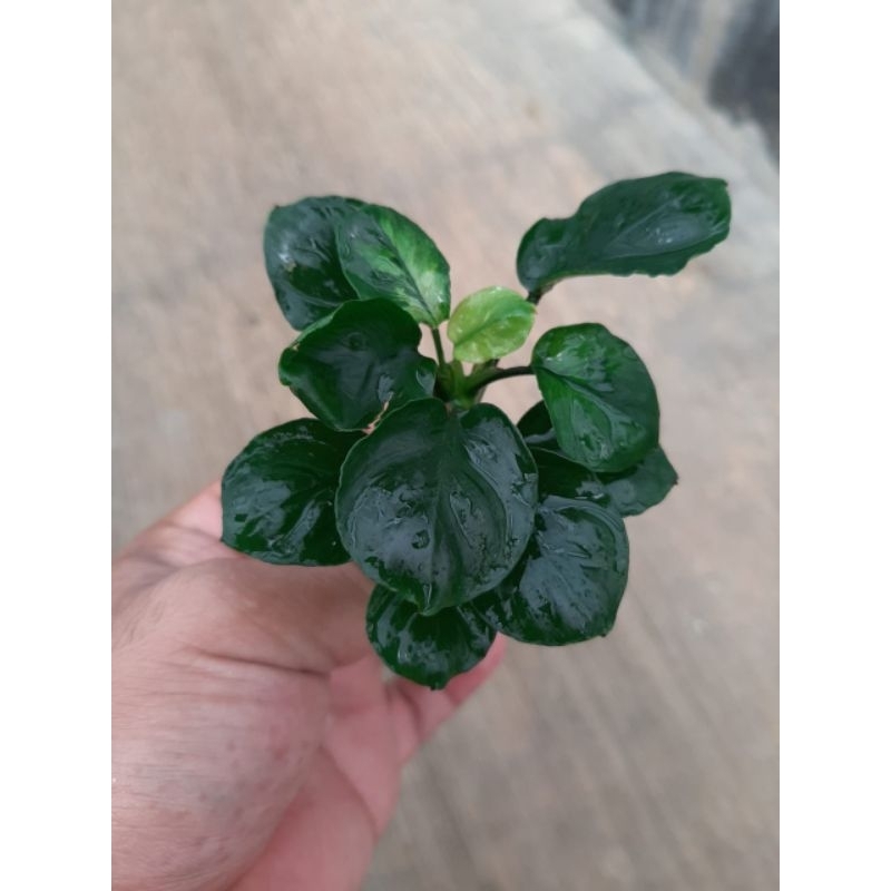 Jual Anubias Roundleaf Coinleaf Tanaman Aquascape | akuarium low co2 ...