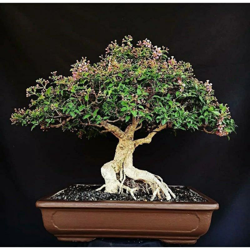 Jual bunga sakura mini tanaman sakura mini bahan bonsai sakura Jepang ...