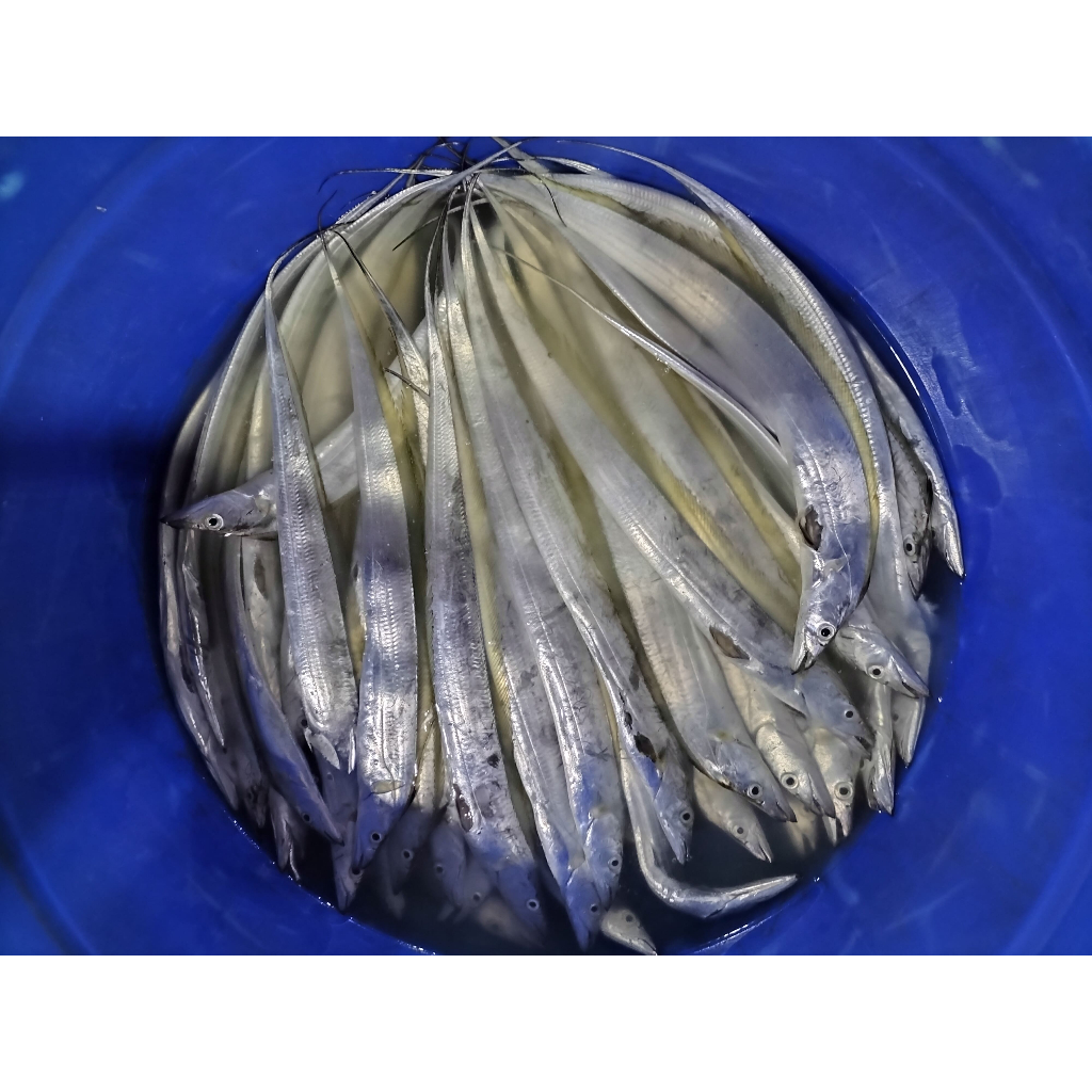 Jual IKAN LAYUR FRESH KILOAN | Shopee Indonesia