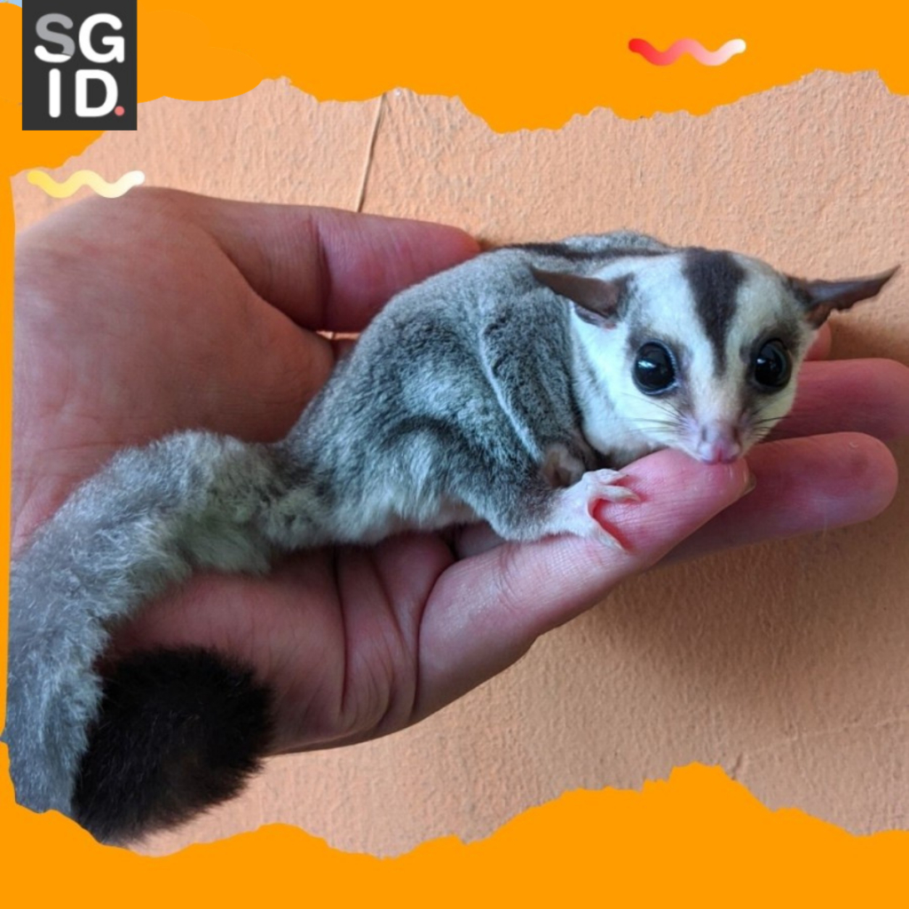 Toko store sugar glider