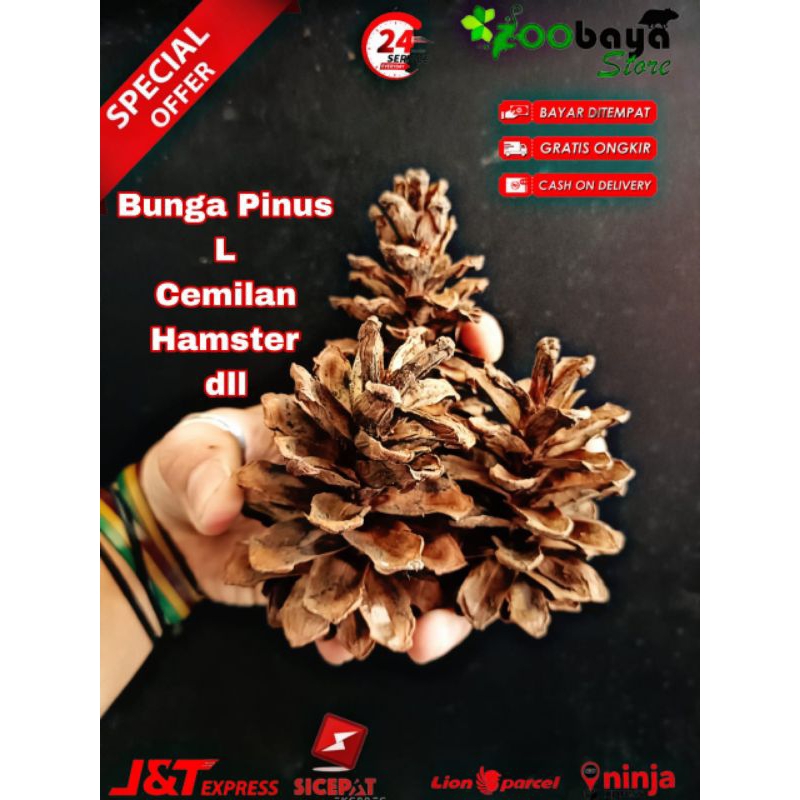 Jual Bunga pinus kering/L/pine cone/camilan hamster. Shopee Indonesia