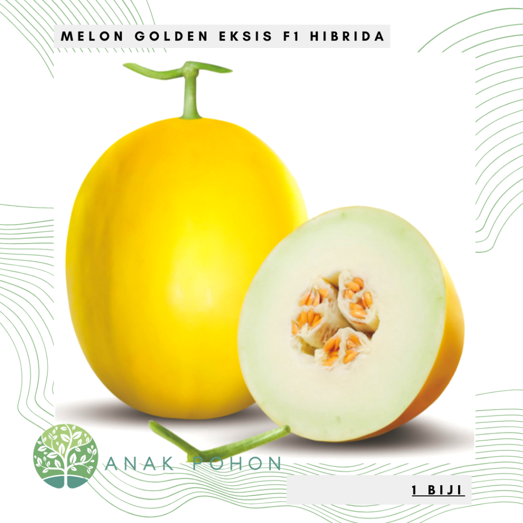 Jual Benih Bibit Biji - Melon Eksis F1 Golden Kuning Hibrida Seeds ...