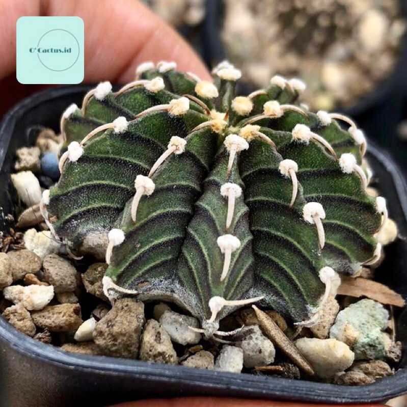 Jual Gymnocalycium Lb 2178 Ori Agua Dulce Original Lb2178 Kaktus Gymno