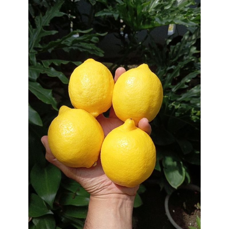 Jual Lemon Australia | Shopee Indonesia