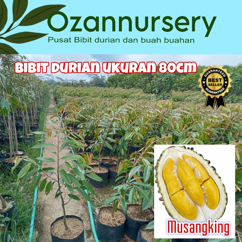 Jual Bibit Durian Ukuran 80cm Musangking Bawor Durihitam