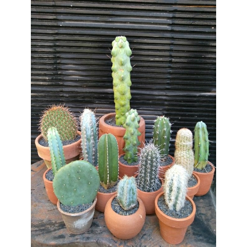 Jual kaktus mix freshcut 5pcs/kaktus random freshcut | Shopee Indonesia