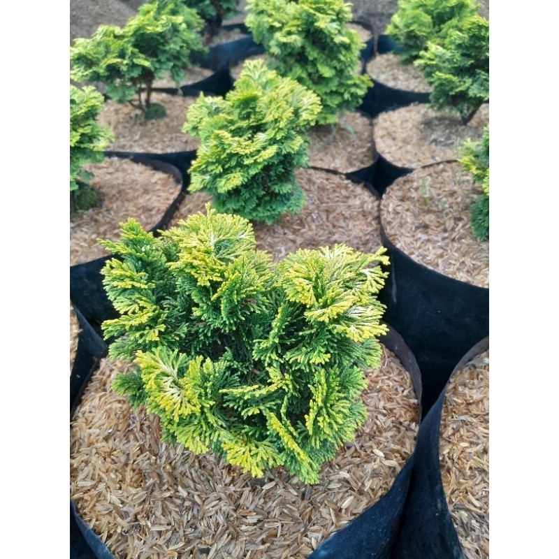 Jual Cemara Inoki Casuarina Equisetifolia (Pusat Tanaman Hias Cihideung ...