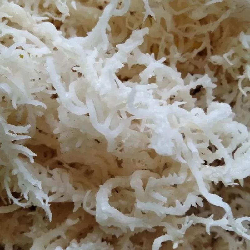 Jual Rumput Laut Kering Spinosum Kenyal Original | Shopee Indonesia