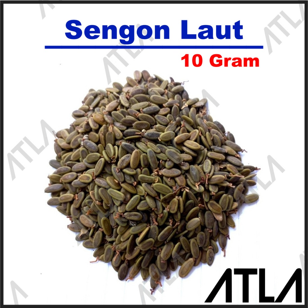 Jual Benih Pohon Sengon Laut Gram Biji Kayu Daun Bibit Albasia Tanaman Kebun Gram Gr Gr