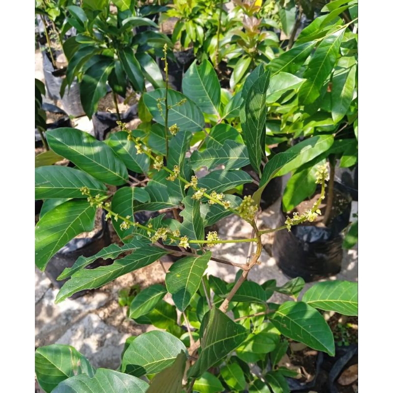 Jual Bibit Rambutan Kondisi Berbunga | Shopee Indonesia