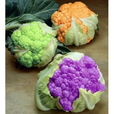 Bibit Benih Brokoli Broccoli Hijau (10 Butir)