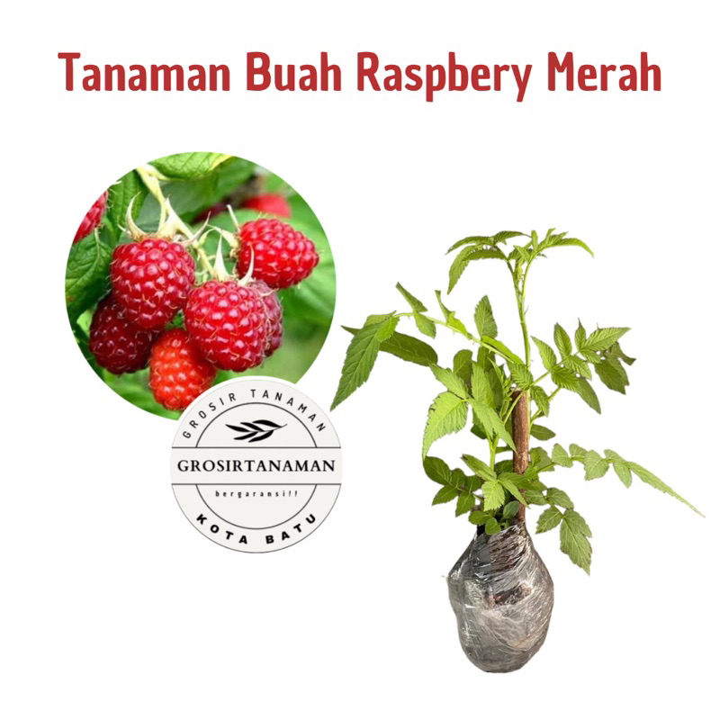 Bibit Tanaman Buah Raspberry Merah