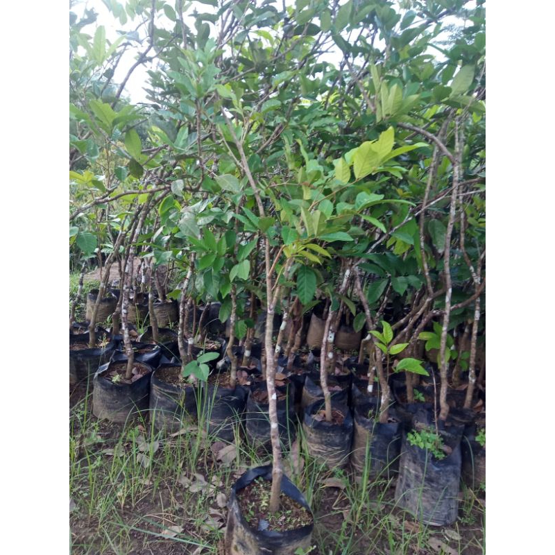 Jual Bibit Rambutan Binjai 1 meter Up batang tua mudah berbuah | Shopee ...