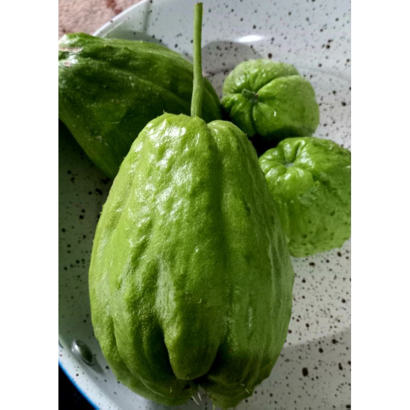 Jual Labu siam muda fresh@1kg | Shopee Indonesia