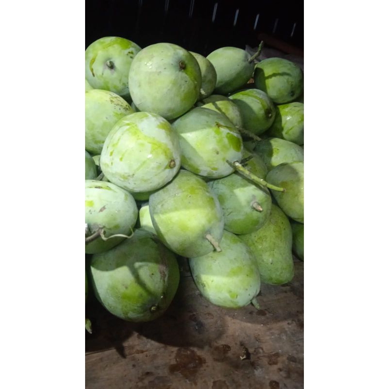 Jual Mangga cengkir mengkel | Shopee Indonesia