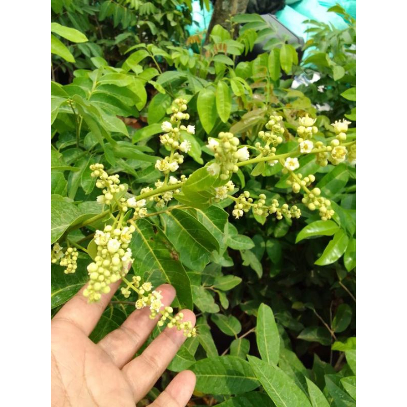 Jual Bibit Kelengkeng Matalada KONDISI BERBUNGA/BERBUAH | Shopee Indonesia