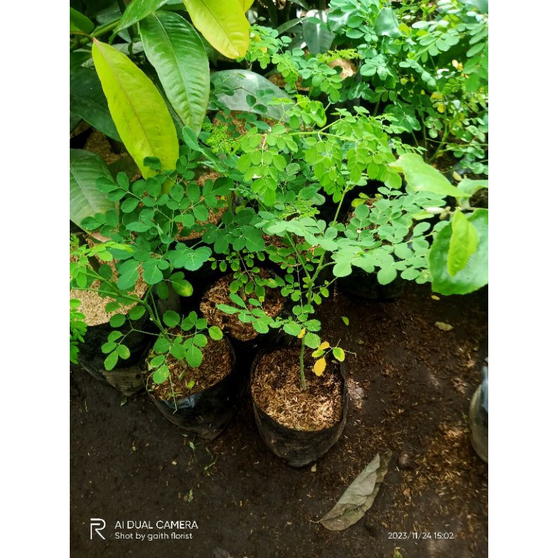 Jual Bibit Tanaman Pohon Daun Kelor Shopee Indonesia