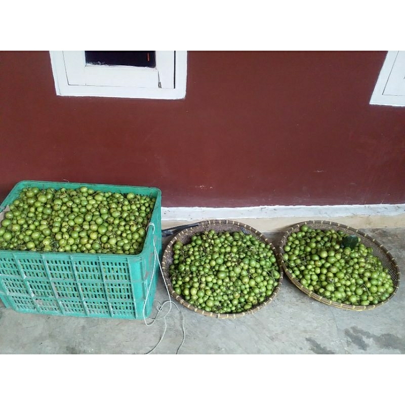 Jual Buah Gandaria Jatake Ramania 1500gram Shopee Indonesia 