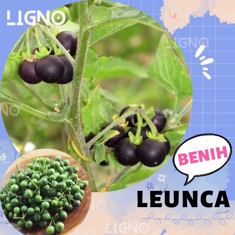 Jual Benih LEUNCA (isi-11) - Biji Sayur Lenca Ranti | Shopee Indonesia