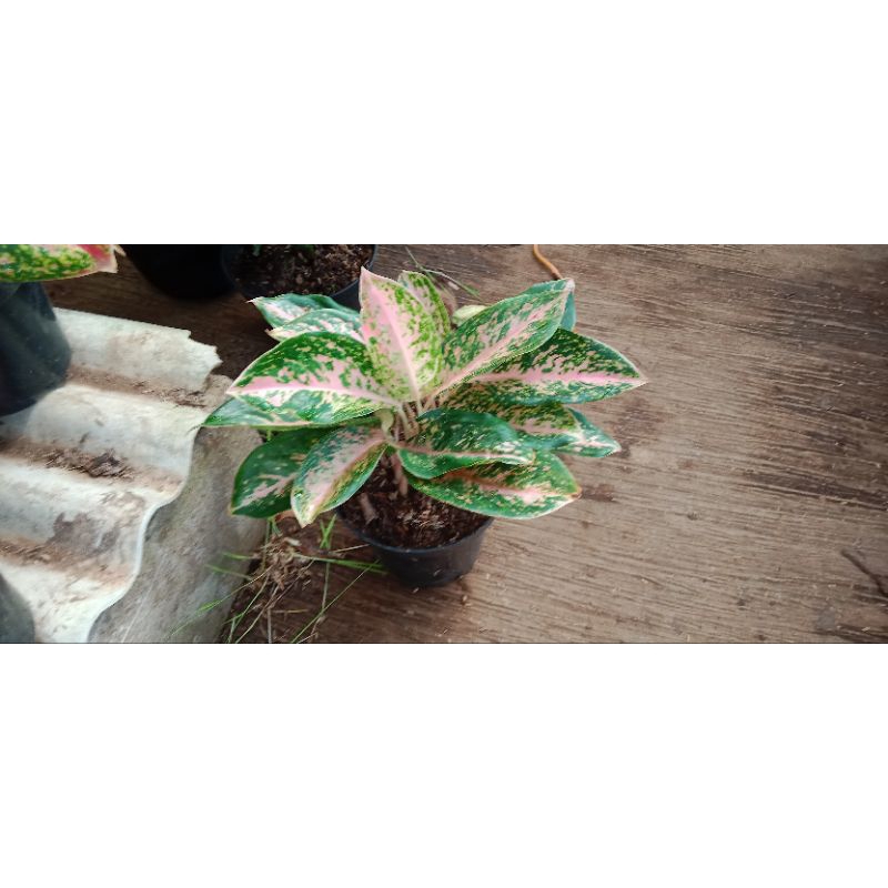 Jual check out live reguler range harga 75rb - 250rb 1kg | Shopee Indonesia