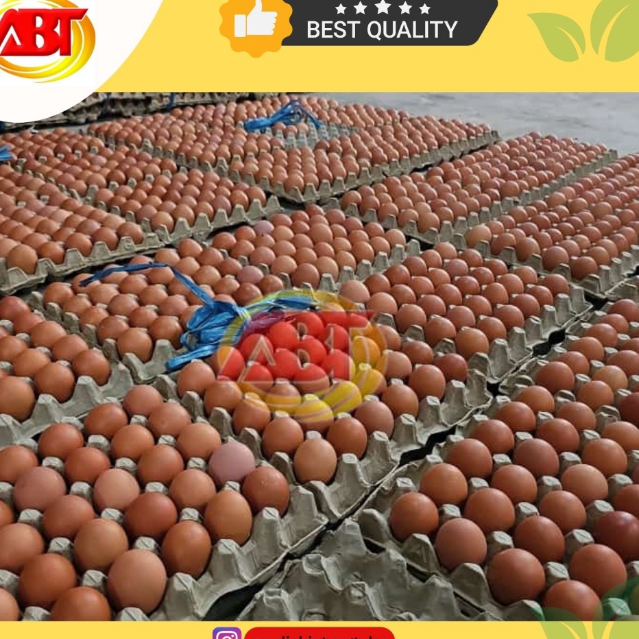 Jual Model Terkini ABT - Telur Ayam Negeri 1 Kg (isi 16-17 butir ...