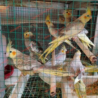 Harga cockatiel sale bird