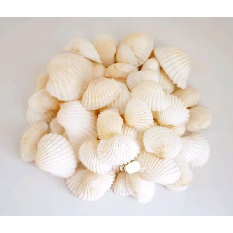 Jual kulit kerang bulu ayam ukuran 1,5 1.5 mentahan | Shopee Indonesia