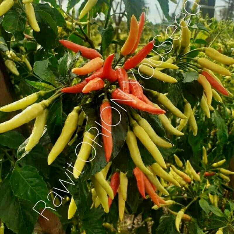 Jual Cabe Orion F1 Isi 100 Biji Buah Bergerombol Cabai Rawit Orion F1